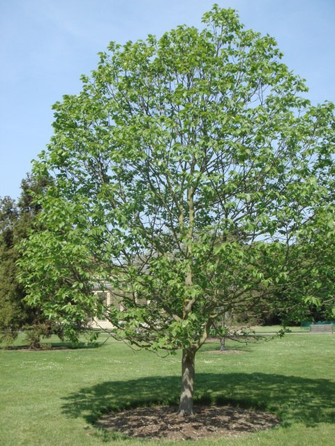 Hovenia dulcis